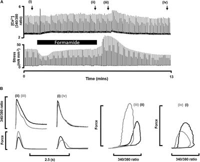 Disruption of Transverse-Tubules Eliminates the Slow Force Response to Stretch in Isolated Rat Trabeculae